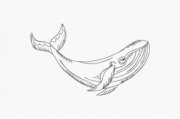 Blue Whale Line Art: A Designer’s Holiday Review