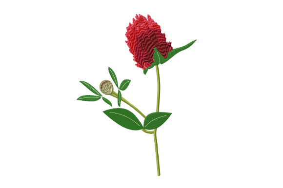 Red Clover Flower: A Designer’s Review